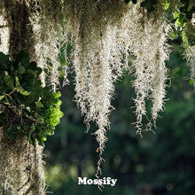 Load image into Gallery viewer, Premium Spanish Moss