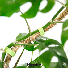 Load image into Gallery viewer, The Original Bendable Coir Pole™