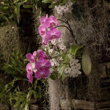 Load image into Gallery viewer, Premium Spanish Moss