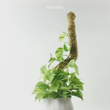 Load image into Gallery viewer, The Original Bendable Moss Pole™  (Pins Included)