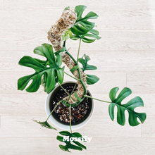 Load image into Gallery viewer, The Original Bendable Moss Pole™  (Pins Included)