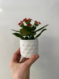 Kalanchoe with 4" white ceramic pot