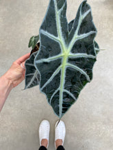 Load image into Gallery viewer, Alocasia Polly 6&#39;&#39;