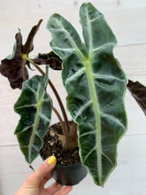 Load image into Gallery viewer, Alocasia Polly 6&#39;&#39;