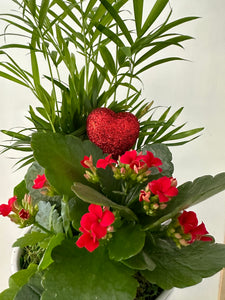 Charmed 5" arrangement with red ceramic pot