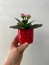 Load image into Gallery viewer, Kalanchoe with 4&quot; red ceramic pot