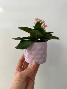 Kalanchoe with 4" soft pink ceramic pot