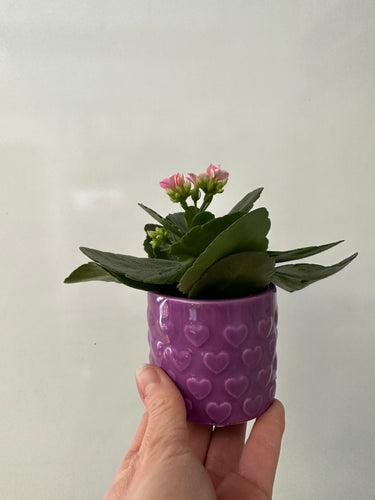 Kalanchoe with 4