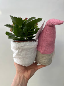 Amouretta Gnome no. 2 with 3.5" plant