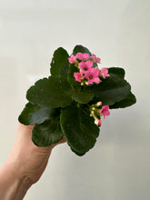 Load image into Gallery viewer, Kalanchoe with 4&quot; soft pink ceramic pot
