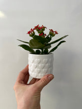 Load image into Gallery viewer, Kalanchoe with 4&quot; white ceramic pot