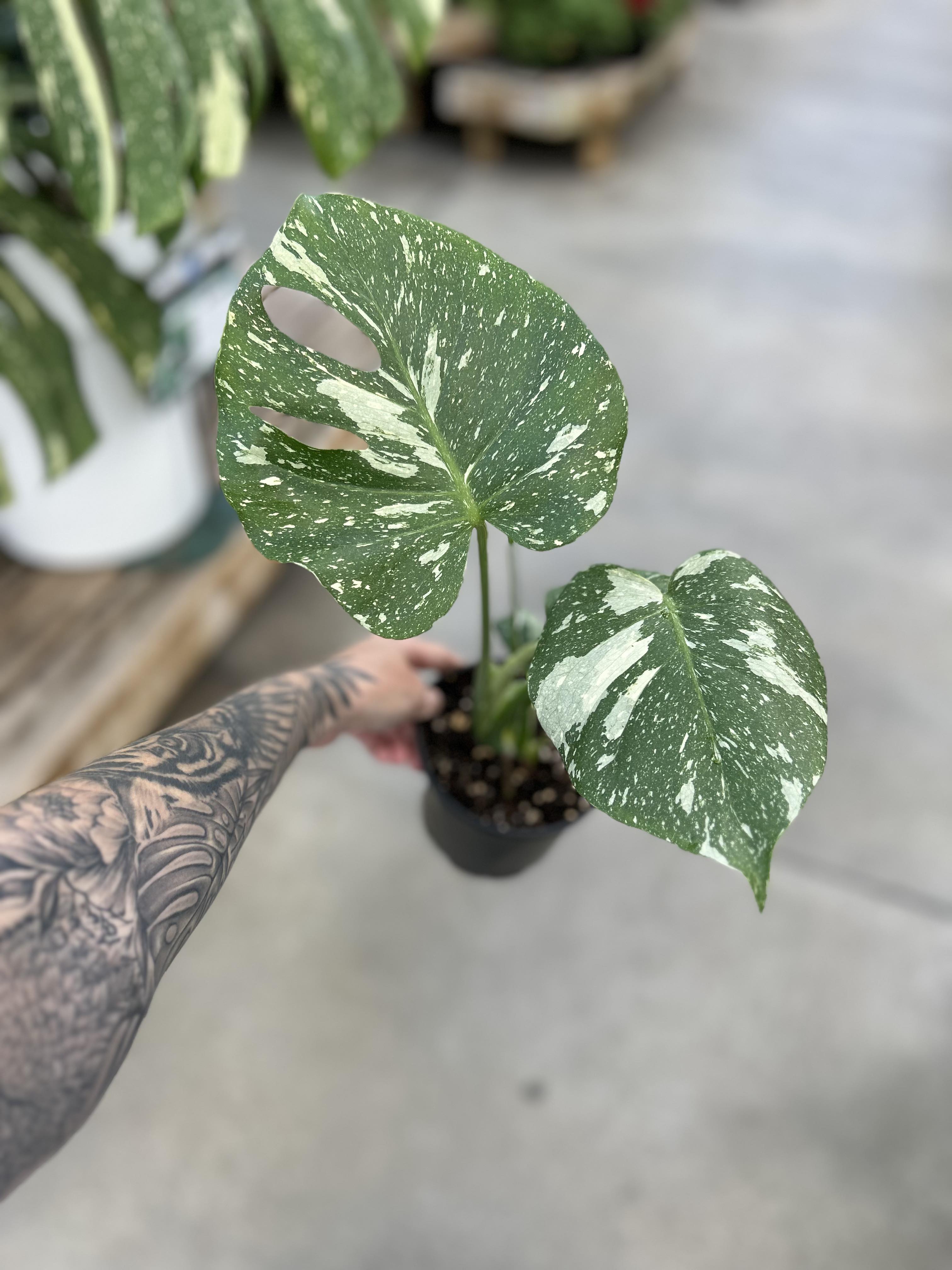 Philodendron Monstera (Split-leaf) 4