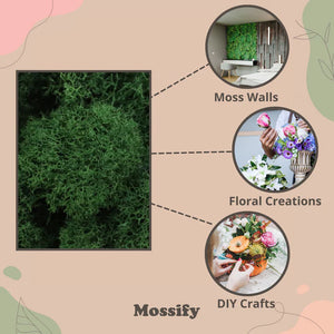 Mousse de renne préservée de qualité supérieure
