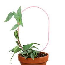 Load image into Gallery viewer, &quot;Oval&quot; Metal Trellis