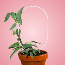 Load image into Gallery viewer, &quot;Oval&quot; Metal Trellis