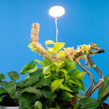 Load image into Gallery viewer, Adjustable LED Plant Light