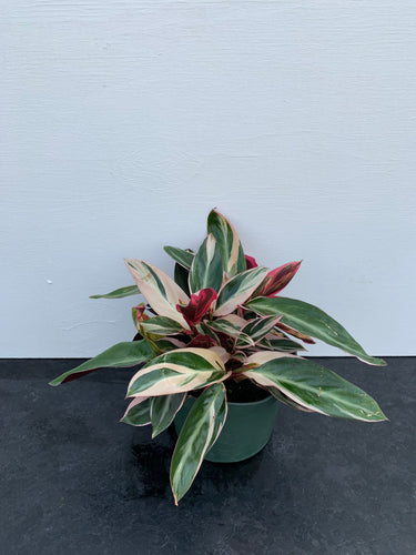 Calathea 'Stromanthe Trio Star' 10