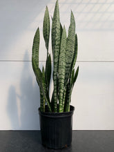 Load image into Gallery viewer, Sansevieria Zeylania (AKA Snake Plant) 10&quot;