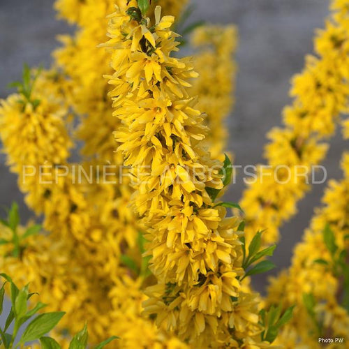 Forsythia Show Off ( Forsythia)