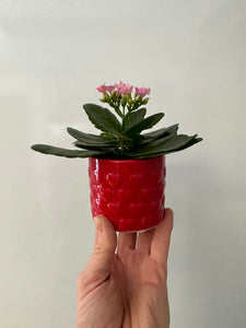Affection mini 2.5" avec Cache pot en Céramique Rouge