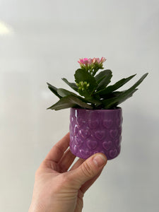 Kalanchoe with 4" purple ceramic pot