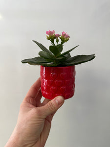 Affection mini 2.5" avec Cache pot en Céramique Rouge