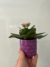 Load image into Gallery viewer, Kalanchoe with 4&quot; purple ceramic pot