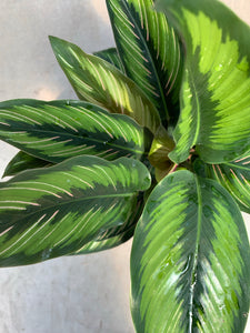 Calathea ‘Beauty star’ 6”