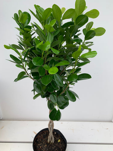 Ficus Moclame Braid Standard pot 10po