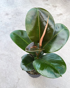 Ficus Elastica 'Sophia' 5"