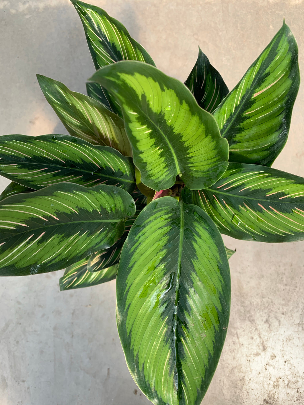 Calathea ‘Beauty star’ 6”