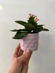 Affection mini 2.5" avec Cache pot en Céramique Rose
