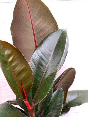 Ficus Elastica 'Burgundy' 6