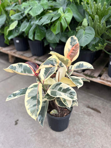 Ficus Elastica 'Tineke’ 10