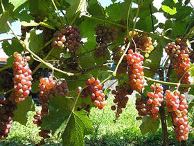 Vitis Somerset (Vigne raisins)